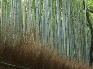 Kyoto, jusqu’à bout de force : forêt de bambou, Arashiyama et jardin impérial