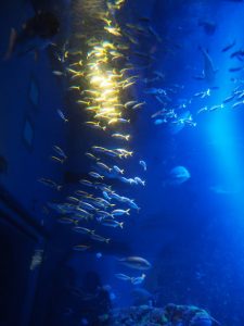 Plongée à Osaka : aquarium et Dotonbori