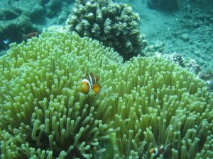 Poisson clown dans son anémone