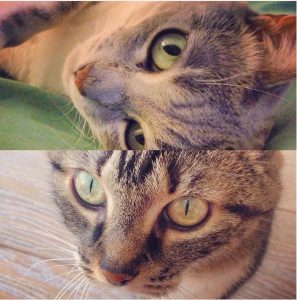 Nos chats adorés