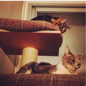 Chat en embuscade