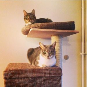 Le repos des chats