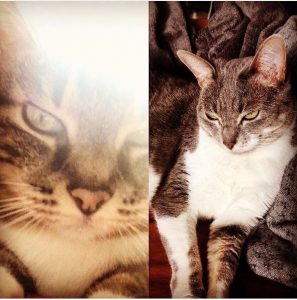 Les petits chats fous
