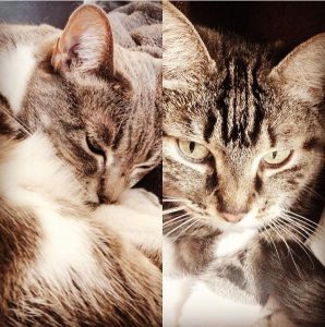 Les petits chats se reposent