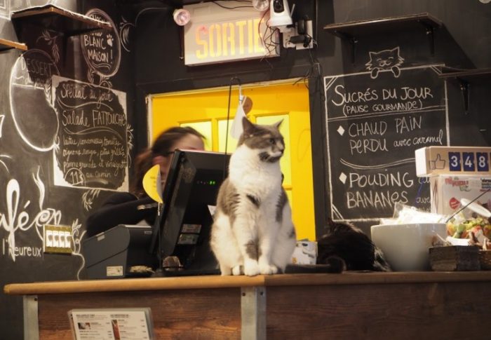 Le café chat l’heureux à Montréal
