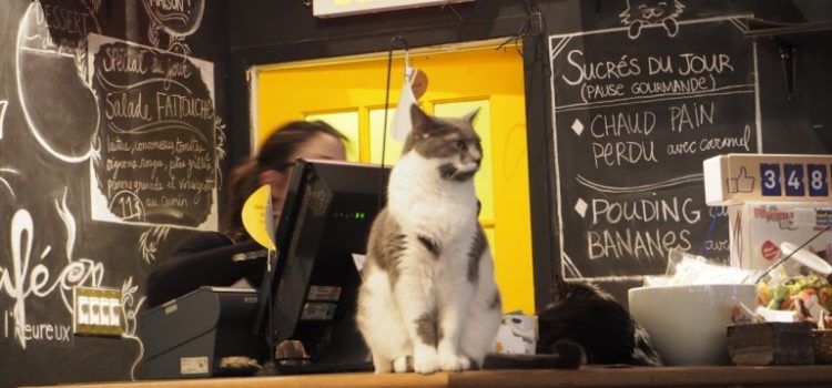 Le café chat l’heureux à Montréal