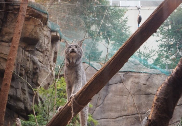 Le biodôme de Montréal, périple au pays de la mignonnerie