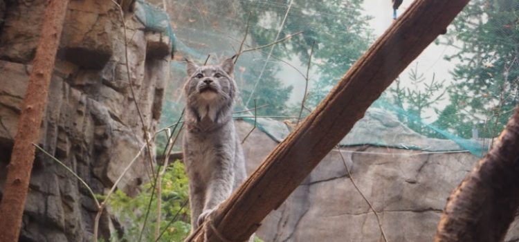 Le biodôme de Montréal, périple au pays de la mignonnerie