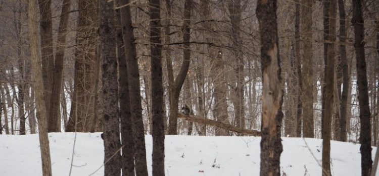 L’hiver canadien : un mythe