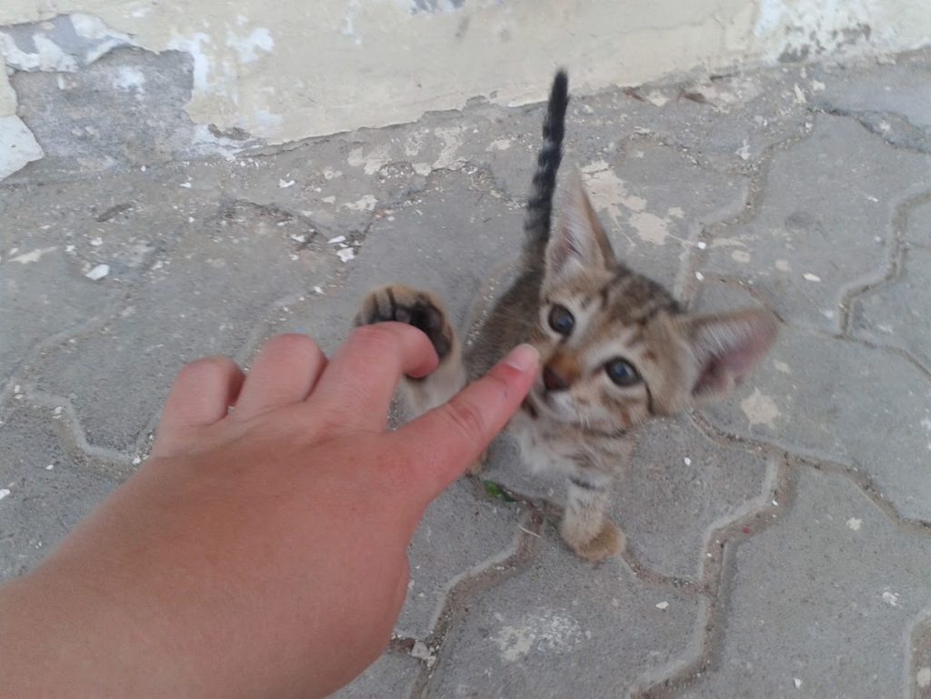 Un petit chaton joueur