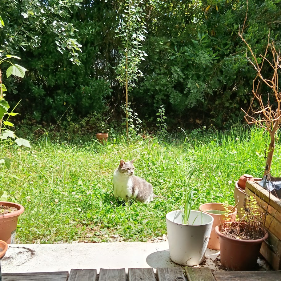 Un érable sauvage dans mon jardin