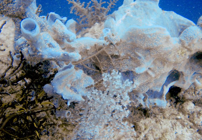 Plongée aux Philippines : de frogfishes aux requins-baleines