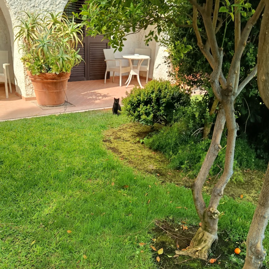 Petit chat noir dans les jardins de l'hôtel